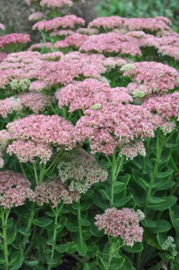 Orpin Sedum 'Herbstfreude' 5-10 Pot 9x9 cm (P9) Sedum 'Herbstfreude'