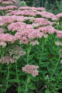 Orpin Sedum 'Herbstfreude' 5-10 Pot 9x9 cm (P9) Sedum 'Herbstfreude'