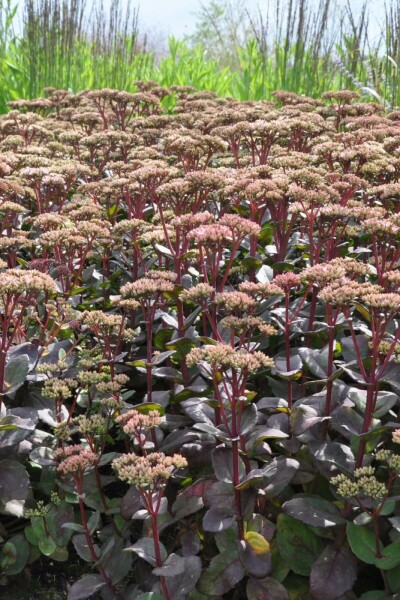 Orpin Sedum 'Matrona' 5-10 Pot 9x9 cm (P9) Sedum 'Matrona'