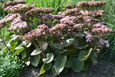 Orpin Sedum 'Matrona' 5-10 Pot 9x9 cm (P9)