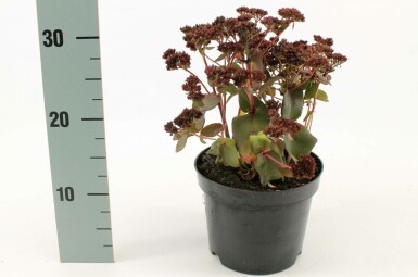 Orpin Sedum 'Purple Emperor' 10-15 Pot 2 l (C2) Sedum 'Purple Emperor'