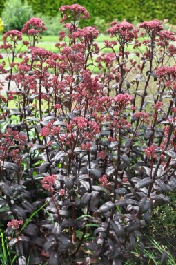 Orpin Sedum 'Purple Emperor' 10-15 Pot 2 l (C2) Sedum 'Purple Emperor'
