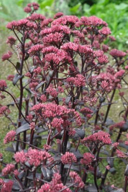 Orpin Sedum 'Purple Emperor' 10-15 Pot 2 l (C2) Sedum 'Purple Emperor'