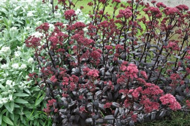 Orpin Sedum 'Purple Emperor' 5-10 Pot 9x9 cm (P9) Sedum 'Purple Emperor'