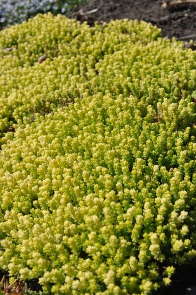 Orpin âcre Sedum acre 'Yellow Queen' 5-10 Pot 9x9 cm (P9) Sedum acre 'Yellow Queen'