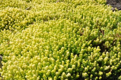 Orpin âcre Sedum acre 'Yellow Queen' 5-10 Pot 9x9 cm (P9)