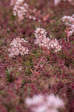 Orpin blanc Sedum album 'Murale' 5-10 Pot 9x9 cm (P9) Sedum album 'Murale'