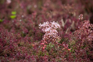 Orpin blanc Sedum album 'Murale' 5-10 Pot 9x9 cm (P9) Sedum album 'Murale'