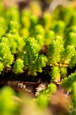 Orpin Sedum lydium 5-10 Pot 9x9 cm (P9) Sedum lydium