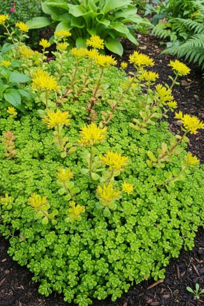 Orpin d'Orégon Sedum oreganum 5-10 Pot 9x9 cm (P9) Sedum oreganum