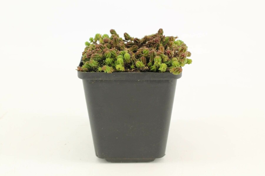 Orpin à six angles Sedum sexangulare 5-10 Pot 9x9 cm (P9) Sedum sexangulare