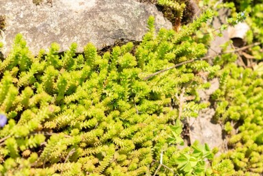 Orpin à six angles Sedum sexangulare 5-10 Pot 9x9 cm (P9) Sedum sexangulare