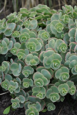 Hylotéléphium de Siebold Sedum sieboldii 5-10 Pot 9x9 cm (P9) Sedum sieboldii