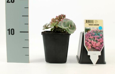 Hylotéléphium de Siebold Sedum sieboldii 5-10 Pot 9x9 cm (P9) Sedum sieboldii