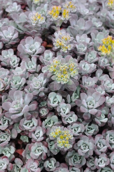 Orpin spatulé Sedum spathulifolium 'Purpureum' 5-10 Pot 9x9 cm (P9) Sedum spathulifolium 'Purpureum'
