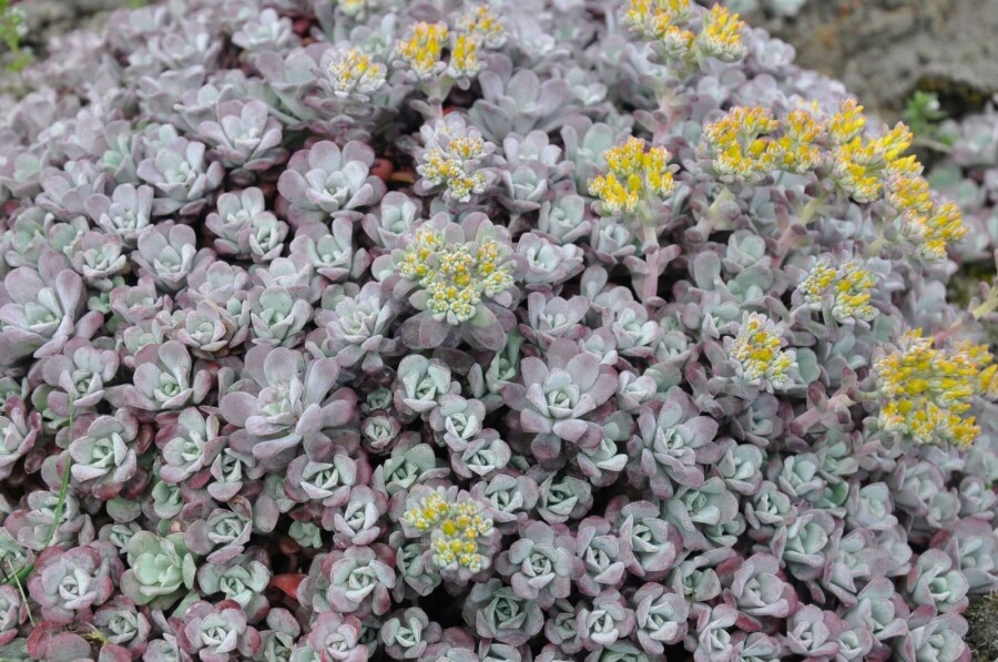 Orpin spatulé Sedum spathulifolium 'Purpureum' 5-10 Pot 9x9 cm (P9) Sedum spathulifolium 'Purpureum'