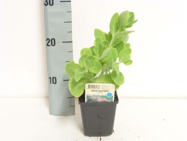 Hylotéléphium admirable Sedum spectabile 'Brilliant' 5-10 Pot 9x9 cm (P9) Sedum spectabile 'Brilliant'