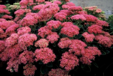 Hylotéléphium admirable Sedum spectabile 'Brilliant' 5-10 Pot 9x9 cm (P9) Sedum spectabile 'Brilliant'