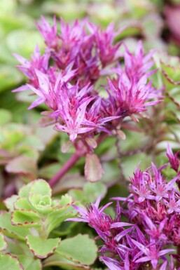 Orpin bâtard Sedum spurium 'Fuldaglut' 5-10 Pot 9x9 cm (P9) Sedum spurium 'Fuldaglut'