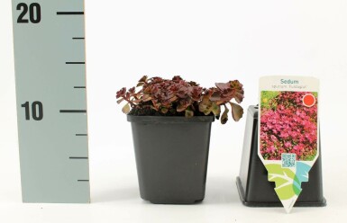 Orpin bâtard Sedum spurium 'Fuldaglut' 5-10 Pot 9x9 cm (P9) Sedum spurium 'Fuldaglut'