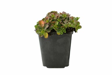 Orpin bâtard Sedum spurium 'Schorbuser Blut' 5-10 Pot 9x9 cm (P9) Sedum spurium 'Schorbuser Blut'