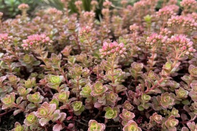 Orpin bâtard Sedum spurium 'Schorbuser Blut' 5-10 Pot 9x9 cm (P9) Sedum spurium 'Schorbuser Blut'