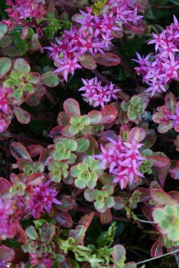 Orpin bâtard Sedum spurium 'Splendens' 5-10 Pot 9x9 cm (P9) Sedum spurium 'Splendens'
