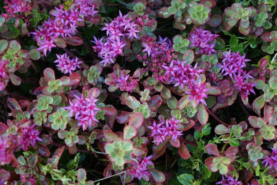 Orpin bâtard Sedum spurium 'Splendens' 5-10 Pot 9x9 cm (P9) Sedum spurium 'Splendens'