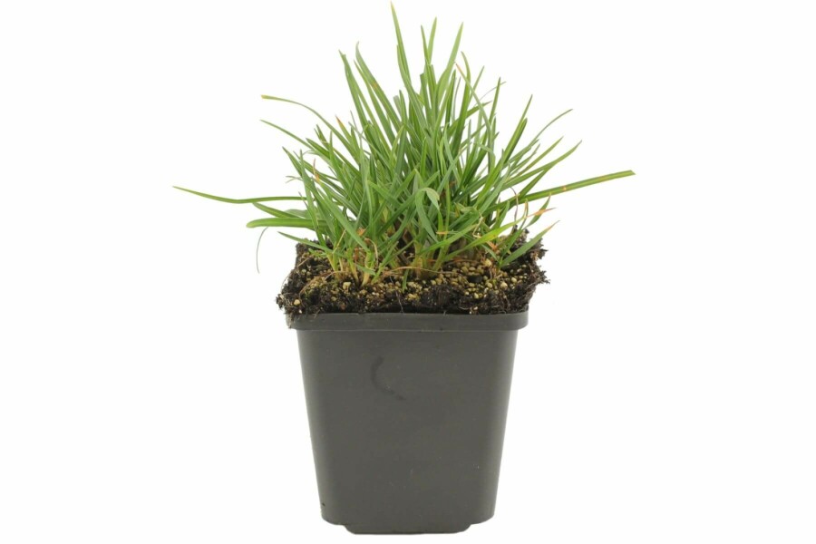 Seslérie Sesleria heufleriana 5-10 Pot 9x9 cm (P9) Sesleria heufleriana