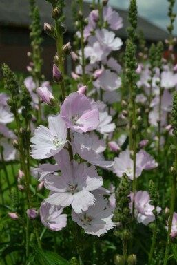 Sidalcea Sidalcea 'Elsie Heugh' 5-10 Pot 9x9 cm (P9) Sidalcea 'Elsie Heugh'