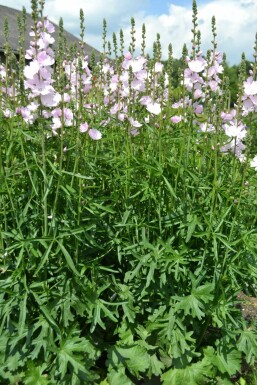 Sidalcea Sidalcea 'Elsie Heugh' 5-10 Pot 9x9 cm (P9) Sidalcea 'Elsie Heugh'