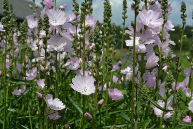 Sidalcea Sidalcea 'Elsie Heugh' 5-10 Pot 9x9 cm (P9) Sidalcea 'Elsie Heugh'