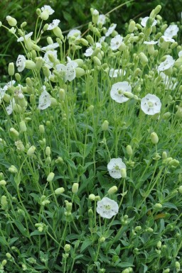 Silène maritime Silene maritima 'Weisskelchen' 5-10 Pot 9x9 cm (P9)