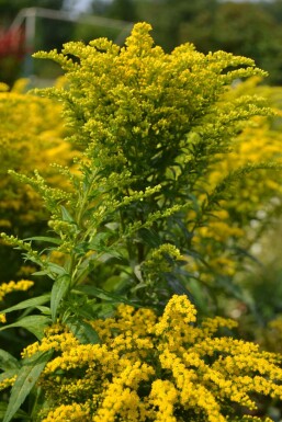 Tête d'or Solidago canadensis 'Goldkind' 5-10 Pot 9x9 cm (P9) Solidago canadensis 'Goldkind'