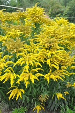 Tête d'or Solidago canadensis 'Goldkind' 5-10 Pot 9x9 cm (P9) Solidago canadensis 'Goldkind'