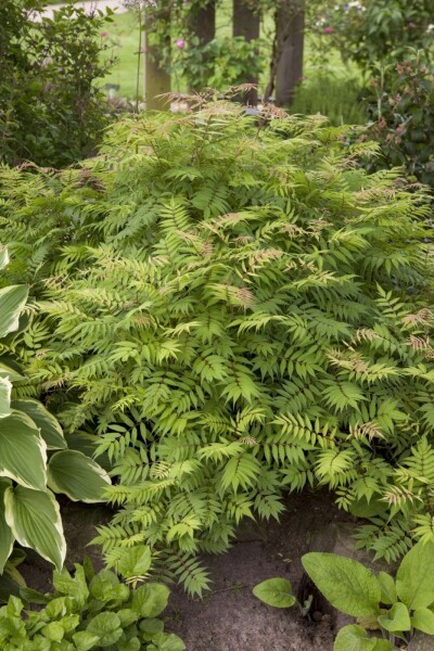 Sorbaire à feuilles de sorbier Sorbaria sorbifolia 'Sem' Arbuste 60-80 Pot 12 l (C12) Sorbaria sorbifolia 'Sem' arbuste 60-80 cm