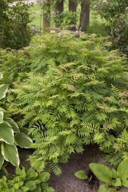 Sorbaire à feuilles de sorbier Sorbaria sorbifolia 'Sem' Arbuste 30-40 Pot 3 l (C3) Sorbaria sorbifolia 'Sem' arbuste 30-40 cm