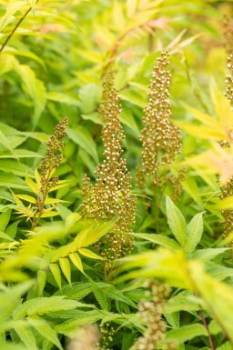 Sorbaire à feuilles de sorbier Sorbaria sorbifolia 'Sem' Arbuste 30-40 Pot 3 l (C3) Sorbaria sorbifolia 'Sem' arbuste 30-40 cm