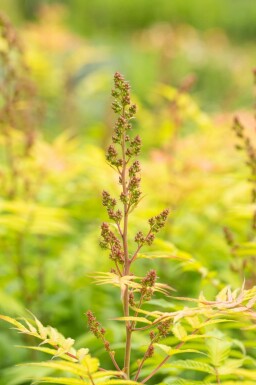 Sorbaire à feuilles de sorbier Sorbaria sorbifolia 'Sem' Arbuste 30-40 Pot 3 l (C3) Sorbaria sorbifolia 'Sem' arbuste 30-40 cm