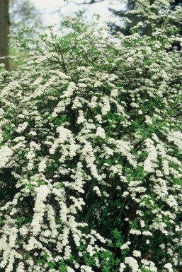 Spirée Spiraea × cinerea 'Grefsheim' Arbuste 30-40 Pot 2 l (C2)