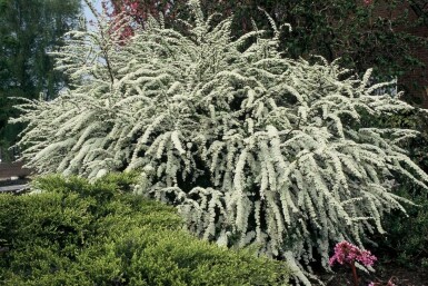 Spirée Spiraea × cinerea 'Grefsheim' Arbuste 30-40 Pot 2 l (C2)