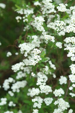 Spirée Spiraea × cinerea 'Grefsheim' Arbuste 30-40 Pot 2 l (C2)