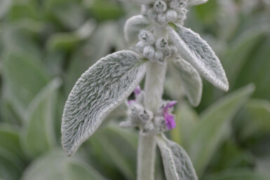 Épiaire de Byzance Stachys byzantina 5-10 Pot 9x9 cm (P9) Stachys byzantina