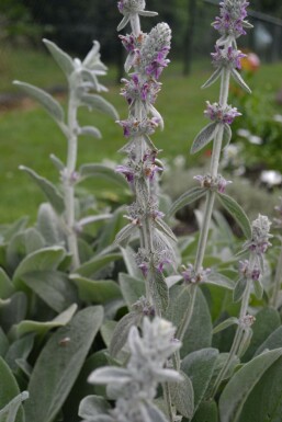 Épiaire de Byzance Stachys byzantina 5-10 Pot 9x9 cm (P9)