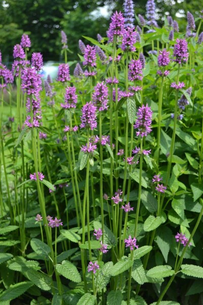 Bétoine officinale Stachys monieri 'Hummelo' 5-10 Pot 9x9 cm (P9) Stachys monieri 'Hummelo'