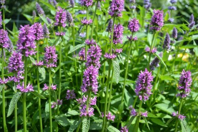 Bétoine officinale Stachys monieri 'Hummelo' 5-10 Pot 9x9 cm (P9)