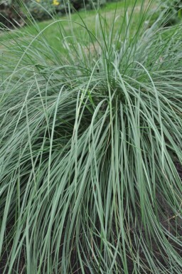 Celtica géante Stipa gigantea 5-10 Pot 9x9 cm (P9)