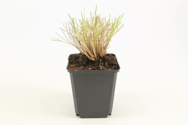 Celtica géante Stipa gigantea 5-10 Pot 9x9 cm (P9)