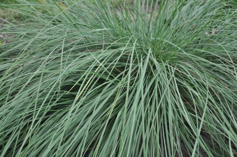 Celtica géante Stipa gigantea 5-10 Pot 9x9 cm (P9) Stipa gigantea
