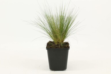 Nasselle très ténue Stipa tenuissima 5-10 Pot 9x9 cm (P9)